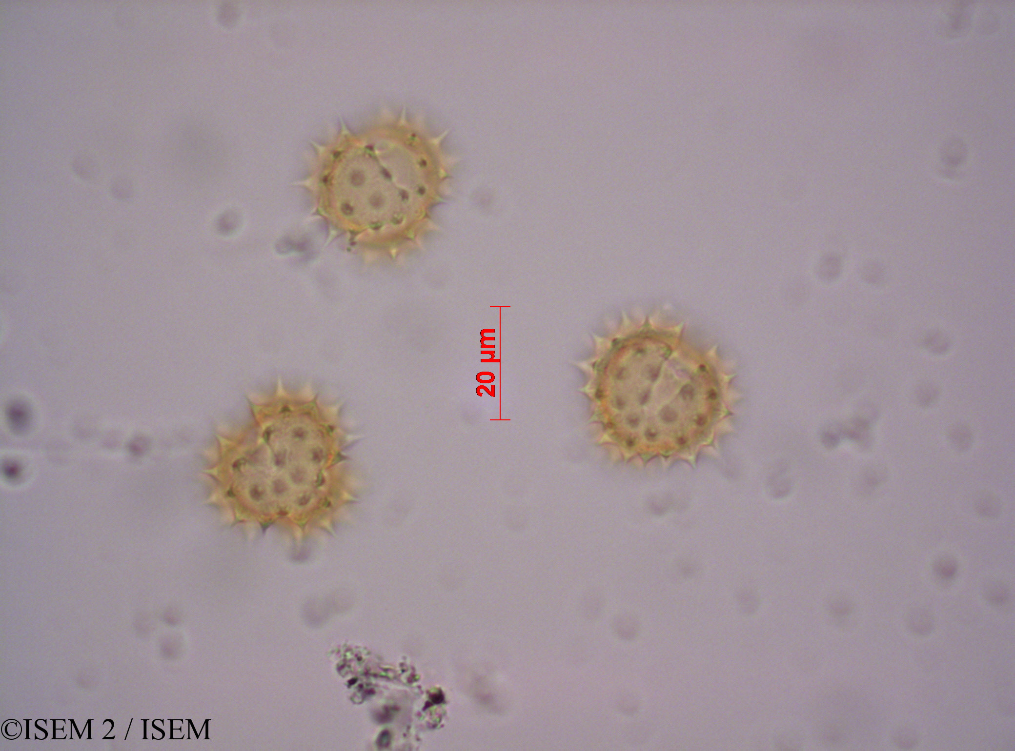 ISEM 2/Stevia_obovata_29156/Stevia_obovata_29156_0001(copy).jpg